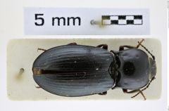 Foto (Dorsalansicht) von Selatosomus lemniscatus (Denisova, 1948) (NHMW-ZOO-COL-0008386)